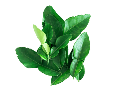 L-Theanine