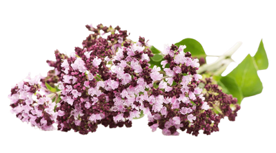 Valerian Root